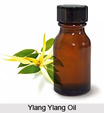 Ylang Ylang Oil