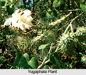 Yugaphala, Indian Medicinal Plant