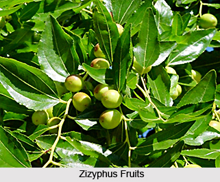 Zizyphus, Indian Herb