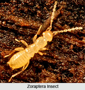 Zoraptera,  Indian Species