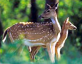 Andaman & Nicobar Islands - Spotted Deer