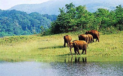 Aralam wild life sanctuary - Kannur, Kerala
