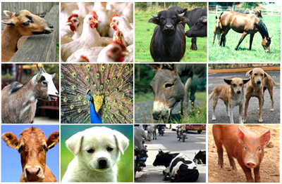 Animal Welfare Board of India