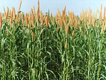 bajra