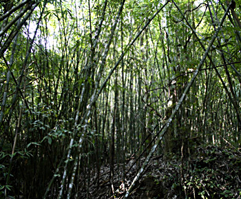 bamboo forests
