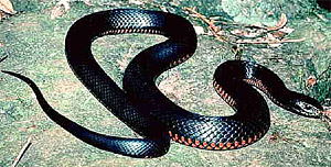 If a black snake is seen on the right side before entering a building it indicates inevitable victory over the enemy