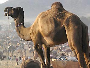 camel