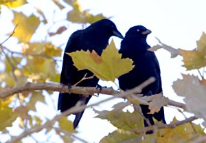 Cawing of a crow 