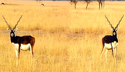 Sancturay at Chhapar , Rajasthan