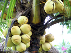 Nanjikottai, Tamil Nadu crop coconut