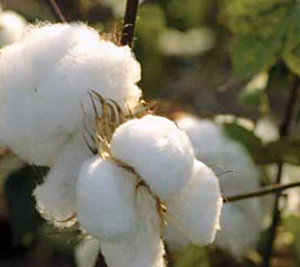 Cotton