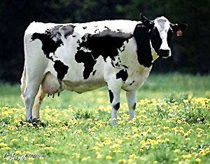 Sulagava, Sacrifice of Holy Cow