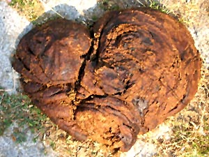 Use Of Cow-Dung in Indian custom