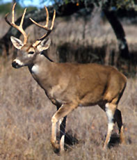 Kheoni Wild Life Sanctuary