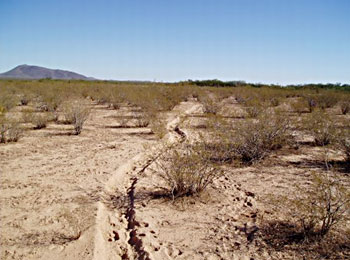 desert