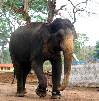 Dubbare Elephant camp