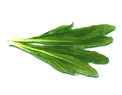 False Coriander