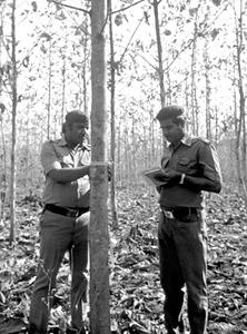 Indian Forest Service officers measure six-year-old teak trees in a plantation survey