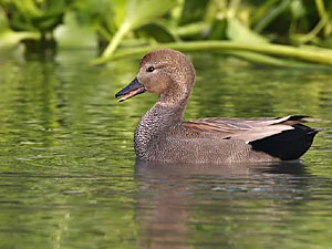 Gadwall