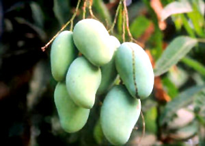 Green mango