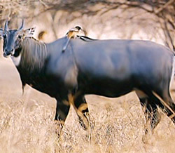 Hazaribagh National Park