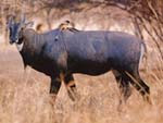 Hazaribagh National Park