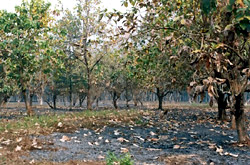 Indian Teak Forests