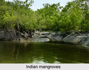 History of Indian Forests