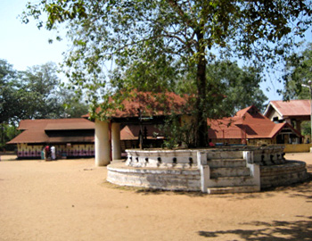 jack fruit treeBhagawati Temple, Kodungallur, Kerala