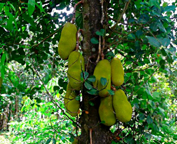 jack fruit trees