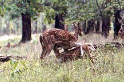 Kanha National Park