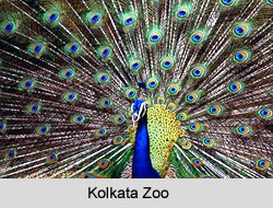 Kolkata Zoo
