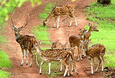 Kuno Wildlife Sanctuary - Badoda, Madhya Pradesh