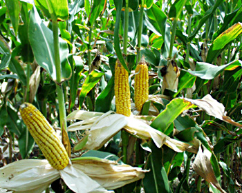 maize crps