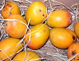 Mango, Indian Fruit