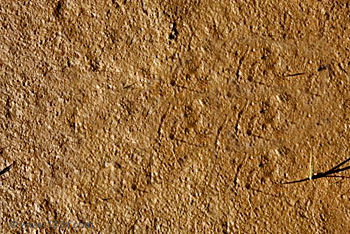 muddy soil
