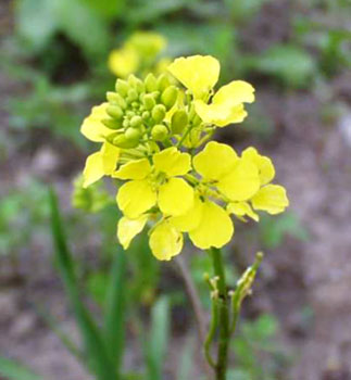 mustard