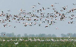 Nalsarovar Bird Sanctuary