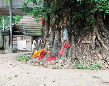 paala tree