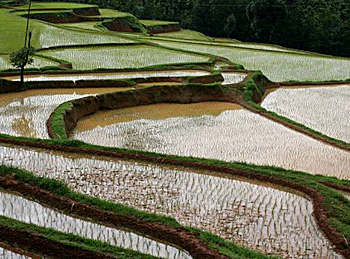 paddy field