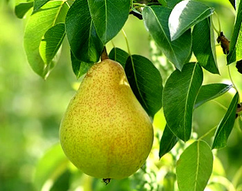 pear