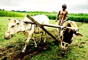 poor farmer