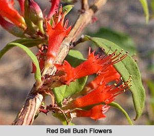 Red Bell Bush Flowers