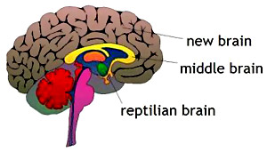 Reptilian or First Brain