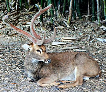 sambar