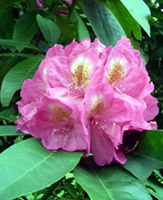 Rhododendron Flower