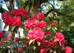 Rhododendron Plant