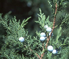 Juniper Plant