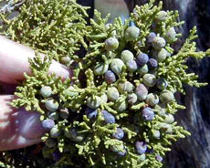 Juniper fruits