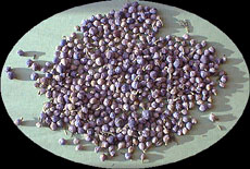 Juniper fruits